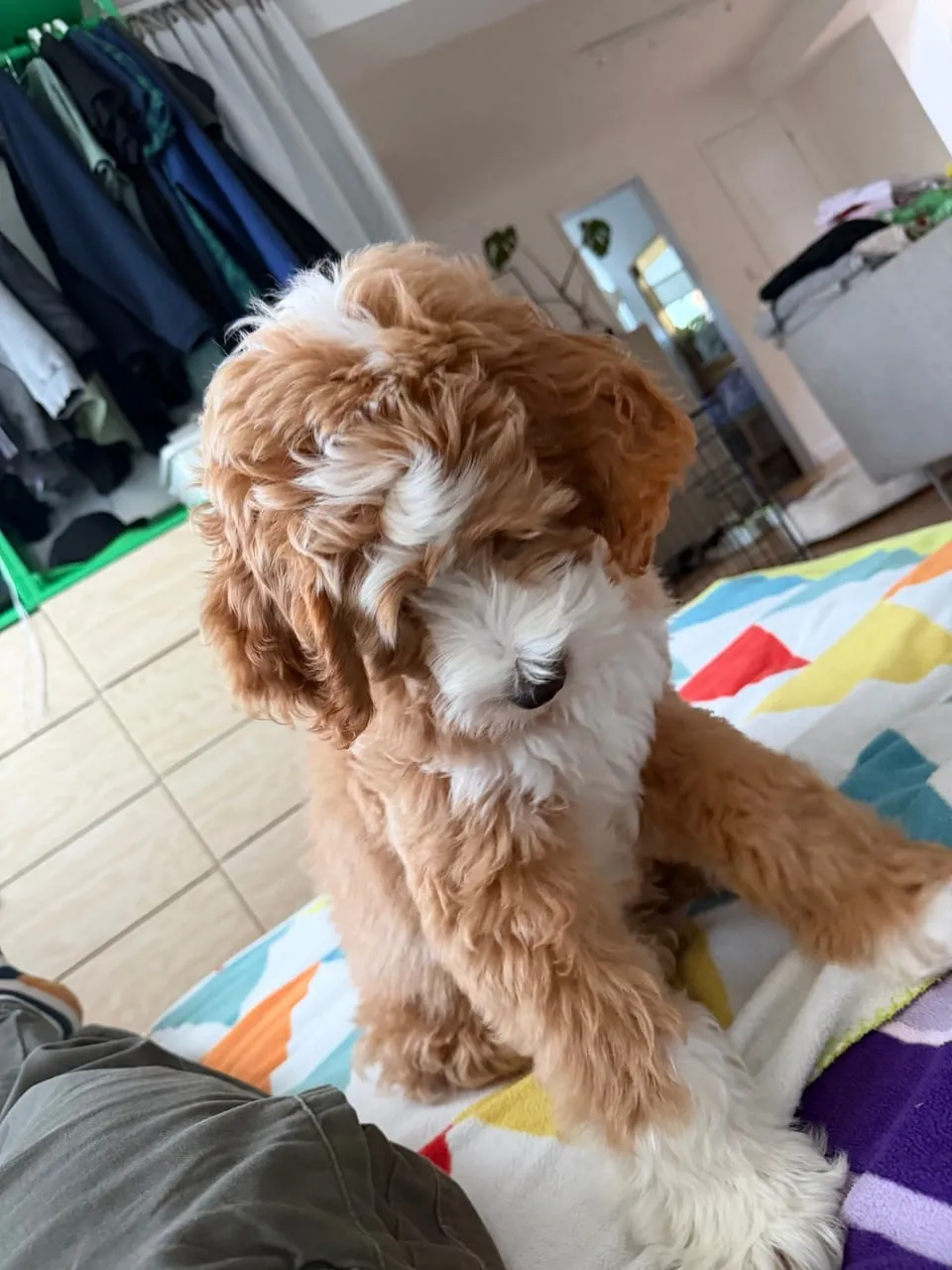 Coconut, a ginger and white labradoodle, sitting on a colourful blanket and looking down